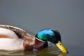 _MG_2784.JPG 876x584 355.2 KB